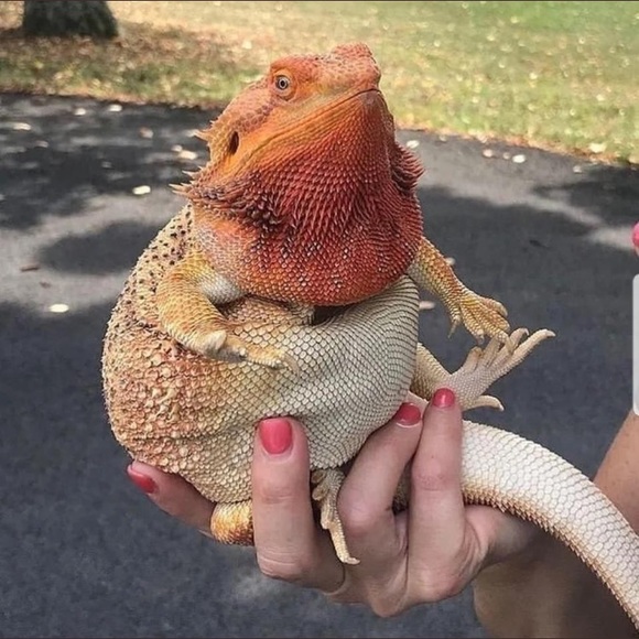 Meet your Posher, Jason - Picture 1 of 1